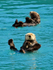Sea Otters, Prince William Sound, Alaska