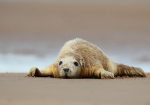 Seal Pup