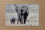 012 Elephant Family
