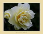 Narcissus 'Manly'