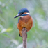 Kingfisher