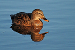 Mallard
