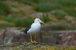Lesser Black-backed Gull