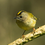 Goldcrest