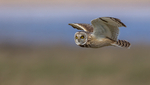 Short Eared Owl