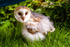 barn owl tyto alba-0089