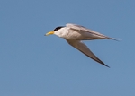 Little Tern 1