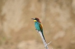 European Bee-eater