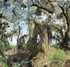 Heron, Myakka River