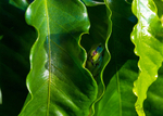 Frog Hiding