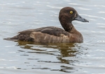 Tufted Duck 2