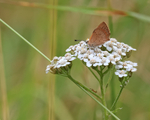 Small Copper showing under wings on Yarrow, Arne RSPB Reserve
