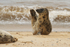 Young Grey Seal