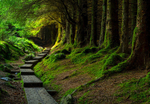 Ballinastoe Woods, County Wicklow, Ireland.