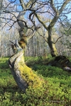 Oakwood trees