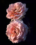 Two Roses