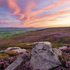 Beamsley Heather