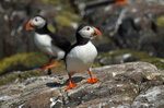 Puffins
