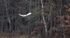 Egret in flight -9