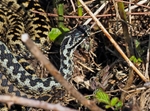 Adder