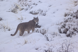 Puma Petaca in deep snow, Torres del Paine, Chile