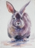 WCR02191 "Bunny'
