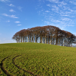 Copse