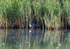 (Western) Purple Swamphen
