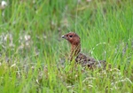 Red Grouse