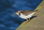 Spotted Sandpiper