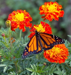 AnimalsCreatures _0052