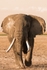 _M7B0168 Amboseli