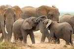 _84Y1113 Amboseli