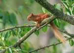 Red Squirrel