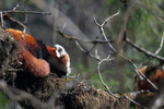 Red Panda