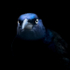 Grackle Attitude