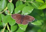 Ringlet