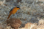 Whte-browed RobinChat