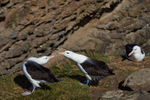 Black-browed Albatross