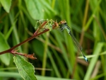 Blue-tailed Damselfly