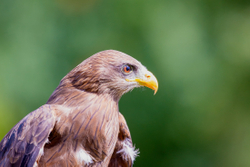 Lanner Falcon