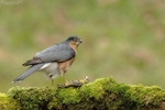 Sparrowhawk portfolio