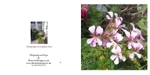 005 Trailing Geranium