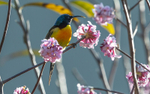 Green-tailed Sunbird