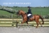 BPP_7966