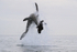 Great White Shark begins somersault during breach, Mossel Bay