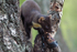 Pine Marten