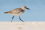 Black-bellied Plover side view, Fort De Soto Park, Florida