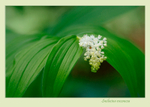Smilacina racemosa 2