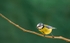 Blue Tit on Branch